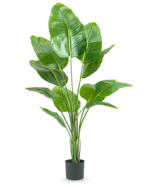 The Artificial Plant Strelitzia 150 cm real touch2 has large, glossy green leaves with a realistic "bird of paradise" appearance and a realistic finish, presented against a plain white background.