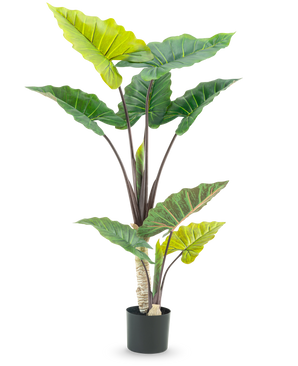 The Artificial Plant Calocasia 150 cm has large, wide green leaves and sturdy brown stems in a tall pot design, against a white background.