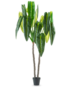 The Artificial Plant Anthurium 240 cm is a tall artificial plant in a pot with two brown stems and large, elongated green leaves against a plain white background.