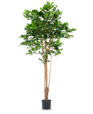 The Artificial Oak Tree 210 cm has several thin brown trunks and dense green leaves in a black plastic pot, against a plain white background.