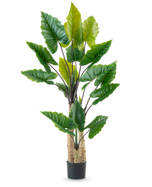 The Artificial Plant Calocasia 210 cm has long, sturdy stems and large green tropical leaves, arranged in a black pot against a plain white background.