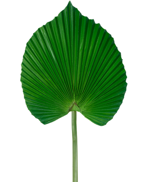 The Artificial Leaf 73 cm is an artificial green palm leaf with a fan-shaped, pleated design with a long stem, against a plain white background.