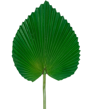 The Artificial Leaf 81 cm is a single large green palm leaf with a fan-shaped, heart-like shape and deep, symmetrical ridges against a plain white background.