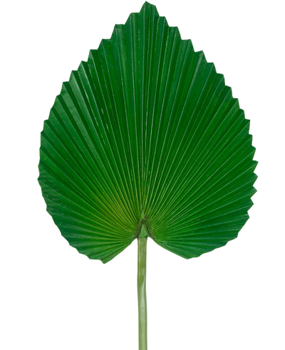 The Artificial Leaf 81 cm is a single large green palm leaf with a fan-shaped, heart-like shape and deep, symmetrical ridges against a plain white background.