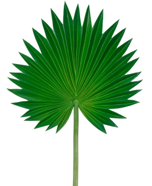 The Artificial Leaf Washingtonia 73cm is a single green palm leaf with a fan shape, flared pointed segments and a long, slender stem, depicted against a plain white background.
