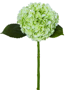 The Artificial Hydrangea "Annabelle" Real Touch Green 55cm has a single light green hydrangea flower with a round cluster, two dark green leaves and a long stem, all isolated on a white background.