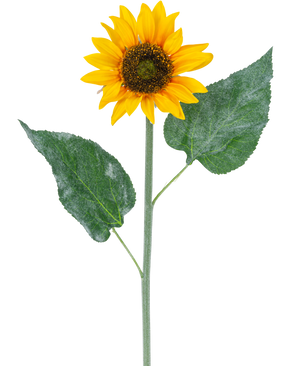 The Artificial sunflower 52 cm yellow is a single artificial sunflower with bright yellow petals, a dark brown heart and two large green leaves on a long green stem, isolated on a white background.