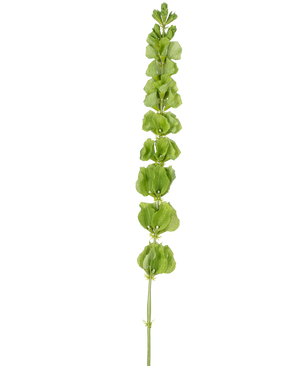 The Artificial Flower Bells from Ireland 98 cm has a single upright green stem with multiple round green leaves or bracts evenly distributed along its length, on a plain white background.