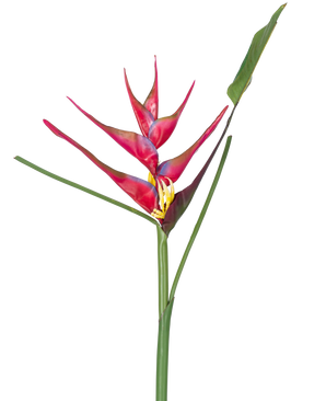 A single stem of the Artificial flower Heliconia 90 cm fuchsia, a tropical artificial plant with long green leaves, against a white background.