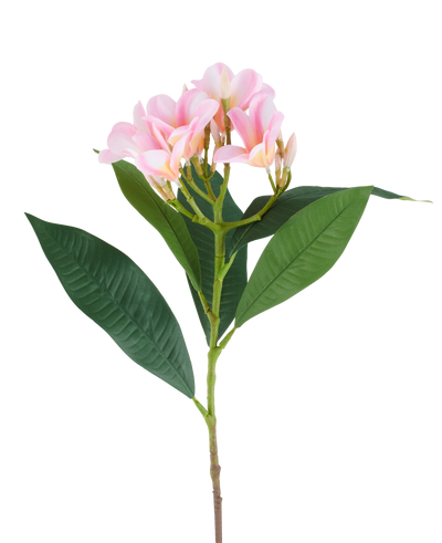 A 75cm artificial Plumeria flower, pink/cream, with one stem, large green leaves and a cluster of pale pink plumeria flowers at the top, pictured against a white background.