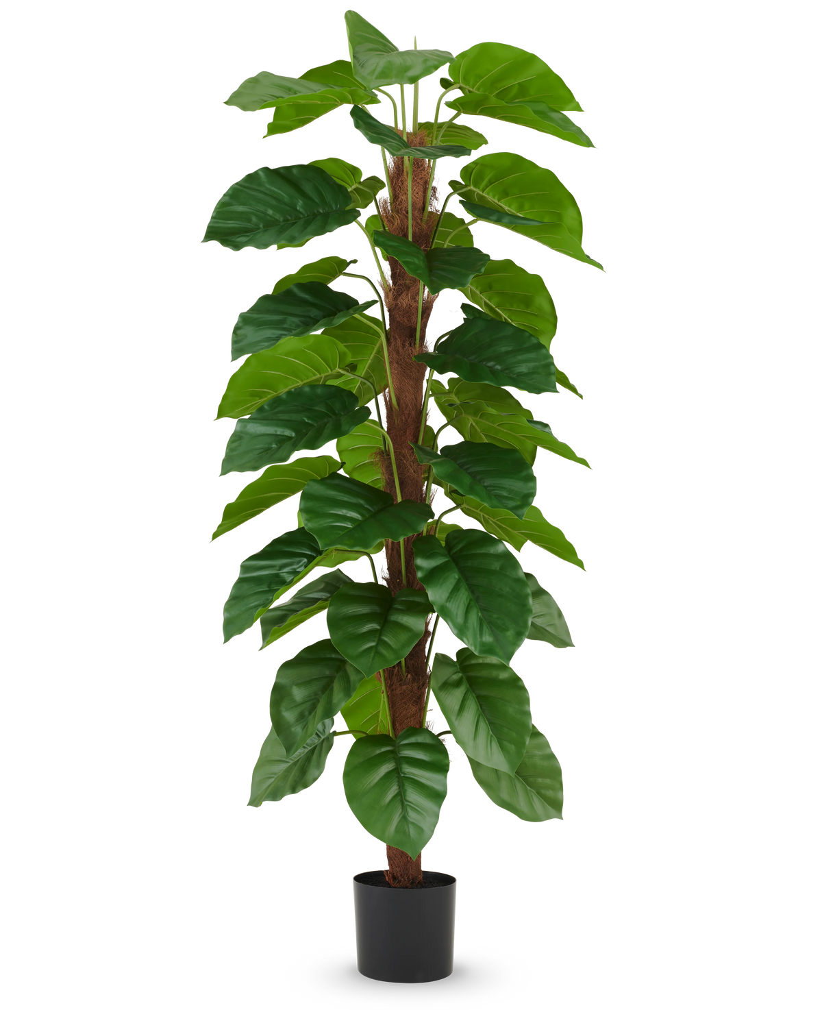 The Artificial Plant Epipremnum aureum 180 cm has large, glossy green leaves arranged along a central brown stem and comes in a small black pot, pictured against a plain white background.