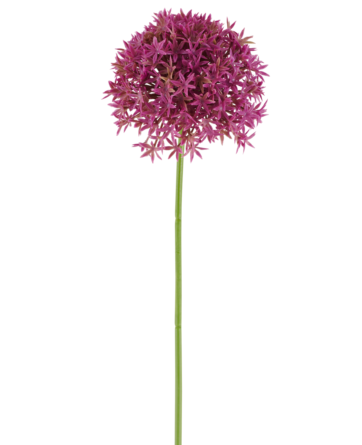 A single long stem of the Artificial Flower Dandelion 63 cm fuchsia bears a round cluster of small, star-shaped, fuchsia flowers against a white background.
