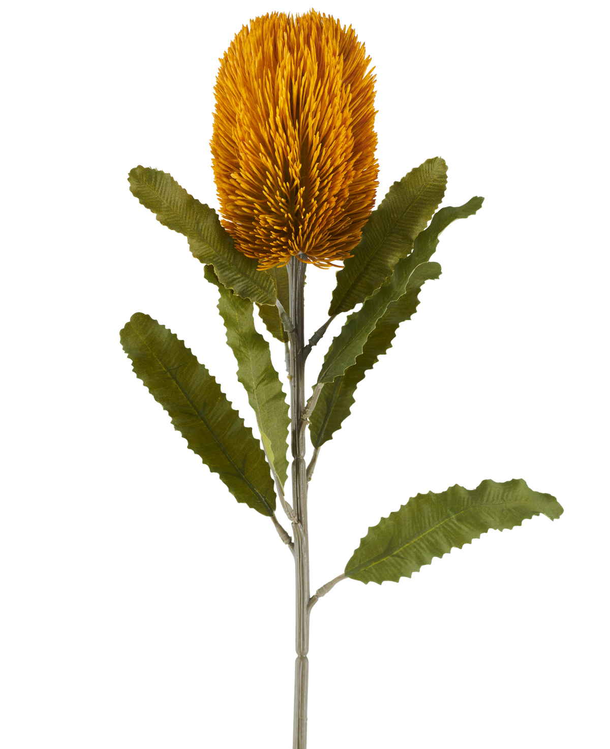 A single artificial Banksia flower in mustard colour, 65 cm tall, with a cylindrical shape and serrated green leaves on a long stem, isolated against a white background.