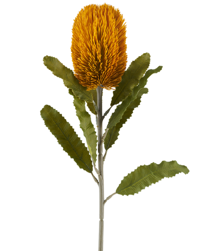 A single artificial Banksia flower in mustard colour, 65 cm tall, with a cylindrical shape and serrated green leaves on a long stem, isolated against a white background.