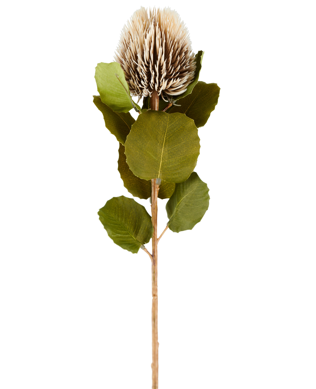 A single artificial Banksia flower, 59 cm tall, in cream and brown, with round green leaves and a light brown, spiky, cone-shaped flower head against a plain white background.