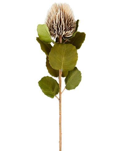 A single artificial Banksia flower, 59 cm tall, in cream and brown, with round green leaves and a light brown, spiky, cone-shaped flower head against a plain white background.