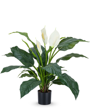 The Artificial Plant Spathiphyllum white 85 cm is a realistic pot plant with large, dark green leaves and three white flowers against a plain white background - a stylish houseplant for any interior.