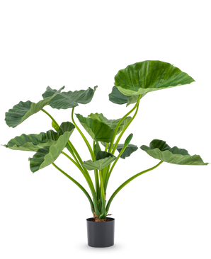 The Artificial Plant Alocasia Calioora 80 cm has large green leaves and sturdy stems. This lifelike artificial plant is perfect as a stylish addition to any interior and looks beautiful against a white background.
