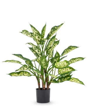 The Artificial Plant Dieffenbachia UV 75 cm has high green stems and large, pointed leaves with light yellow-green variegated shades in a stylish decorative pot, against a plain white background.