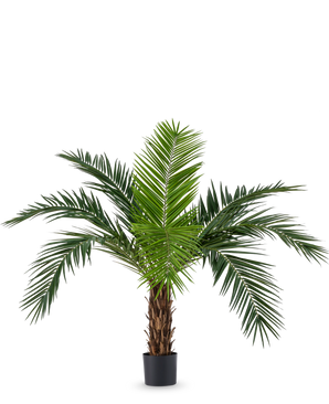 The Artificial Palm Phoenix Canarie 160 cm with long green leaves and tropical appearance stands in a pot against a white background. This artificial palm immediately brings a tropical atmosphere to any room.