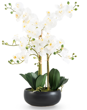 The Artificial Orchid Real Touch 50 cm white in black pot is an elegant display with white orchid flowers with a yellow heart, green buds and wide dark green leaves in a black ceramic pot.