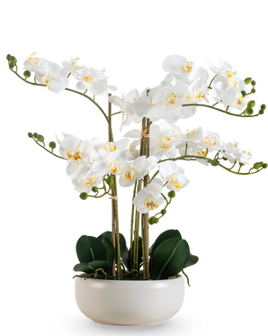 An Artificial Orchid Real Touch 50 cm in white, with multiple flowers and buds, elegantly presented in a matching white pot.