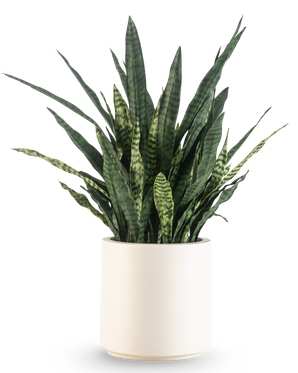 An Artificial Sansevieria Zeylanica, 43 cm high with long variegated leaves, comes in a beige pot and is depicted against a plain white background.