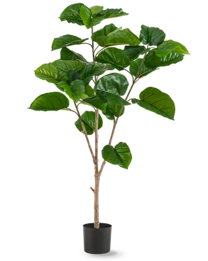 The Artificial Plant Ficus Rumphii 150 cm is a tall artificial plant with wide, glossy green leaves and several light brown stems, in a simple black pot against a plain white background.