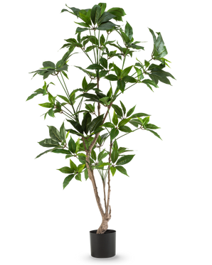 The Artificial Schefflera 150 cm plant has several thin woody stems with glossy green leaves, in a simple black pot and against a plain white background.