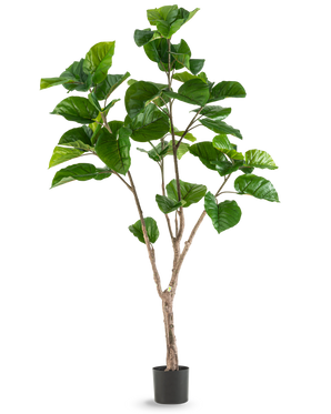 The Artificial Plant Ficus Rumphii 180 cm is a tall artificial plant with large, glossy green leaves and several brown stems, displayed in a simple black pot against a plain white background.