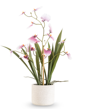 The Artificial Oncidium Real Touch 48 cm pink has a tall orchid with long green leaves and delicate pink flowers on curved stems, in a white textured pot against a plain white background.