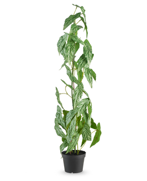 The Artificial Plant Begonia Maculata 90 cm green stands tall with speckled white and green leaves in a small black pot, against a plain white background.