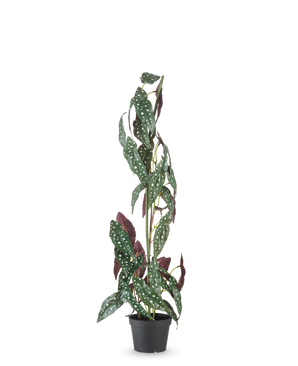 The Artificial Plant Begonia Maculata 90 cm green/red has high, upright stems and green leaves with white dots and red-purple undersides, against a plain white background.