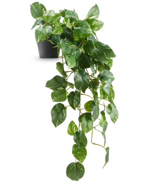 The Artificial Hanging Gold Vine Deluxe in pot 80 cm UV has glossy, heart-shaped green leaves that elegantly run down from a black pot, against a white background.