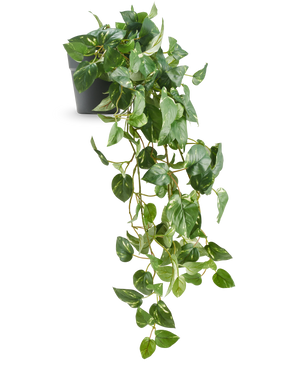 The Artificial Hanging Gold Vine in Pot 80 cm UV has glossy, heart-shaped leaves and long, winding tendrils emerging from a dark gray pot, making it an elegant decorative piece.