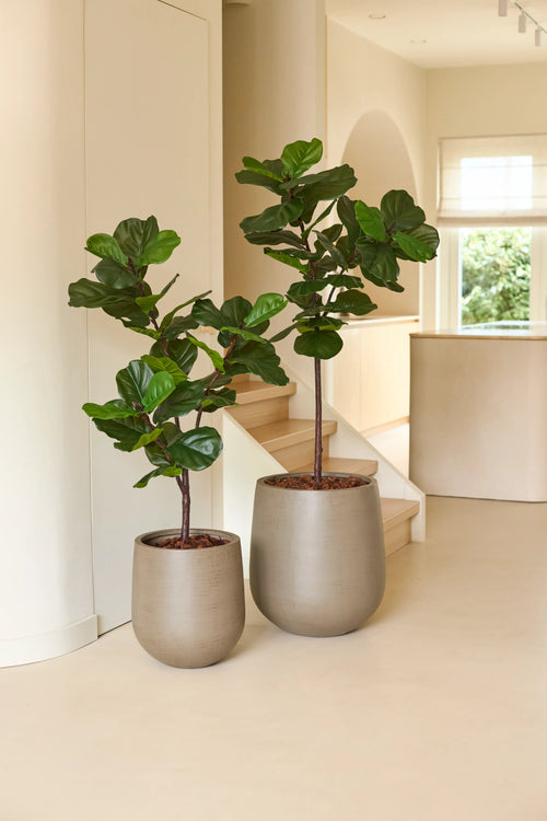 Two Artificial Ficus Tobacco Plant Deluxe of 125 cm in large beige pots are placed inside by the stairs and give the room a cozy houseplant atmosphere. Natural light fills the space, highlighting the wide, glossy green leaves of the plants and complementing the minimalist, modern interior with an African atmosphere.