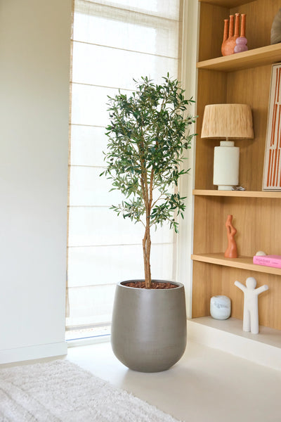 In a bright, modern living space, a 160cm UV artificial olive tree with lush green foliage sits next to wooden shelves displaying books, sculptures, a lamp and decorative items.