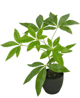 Artificial Pachira 30 cm in Sierpot Black - Easyplants Artificial Plants & Flowers