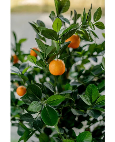 A close-up of the Artificial Orange Tree 120 cm shows vibrant orange fruits among glossy green leaves, with a blurred background that emphasizes the realistic, vibrant appearance of the artificial tree.
