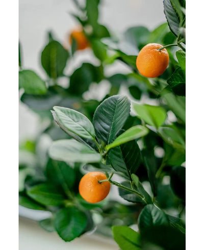 Close-up of the Artificial orange tree 120 cm, with vibrant green leaves and small orange fruits. The softly faded background accentuates the lifelike colors of this decorative artificial plant.
