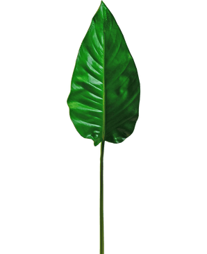 A single Artificial Leaf Alocasia 76cm artificial leaf, vibrant green with prominent veins and a smooth surface, attached to a long, thin stem, against a plain white background.