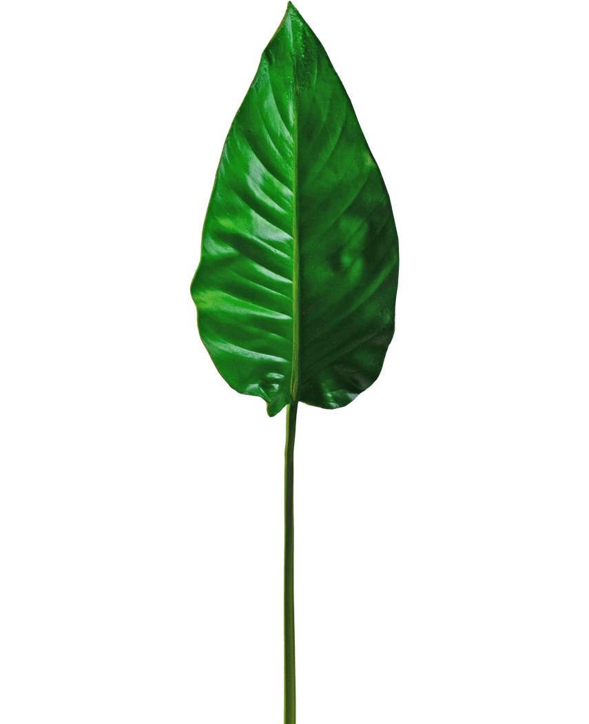 A single Artificial Leaf Alocasia 76cm artificial leaf, vibrant green with prominent veins and a smooth surface, attached to a long, thin stem, against a plain white background.