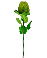 Artificial Flower Banksia 59 cm Green - Easyplants Artificial Plants & Flowers