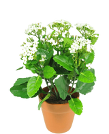 Artificial flower Kalanchoe plant 31 cm white - Easyplants Artificial Plants & Flowers