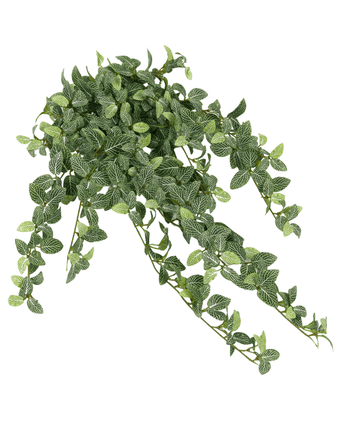 The Artificial Fittonia Green-white 90cm is a hanging artificial plant with green leaves and white veins, which cascades in multiple directions against a white background.