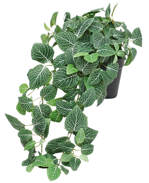 The Artificial Hanging Fittonia green-white in pot 70 cm UV is a hanging plant in a pot with lush green leaves and striking white veins. The stems drape over the edge of a black pot and add a beautiful cascade effect to your interior.