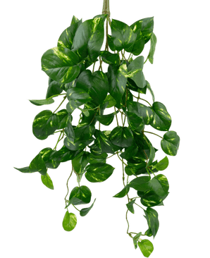 The Artificial Hanging Gold Vine 60 cm UV is an artificial hanging pothos plant with heart-shaped green leaves and yellow overtones, hanging down against a plain white background.