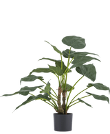 Artificial plant Alocasia Cucullata 53 cm - Easyplants Artificial Plants & Flowers