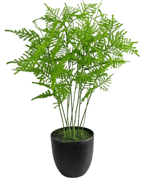 The Artificial Plant Asparagus 59 cm has lush, delicate green leaves in a sleek black pot, against a fresh white background.