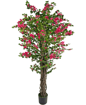 The Artificial Bougainvillea 180 cm is a tall artificial plant with twisted brown stems, vibrant green leaves and bunches of bright pink flowers in a pot.